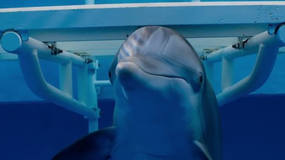 Photo from the movie Dolphin Tale 2