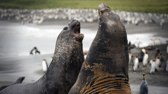 Photo from the movie Penguins