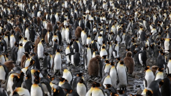 Photo from the movie Penguins