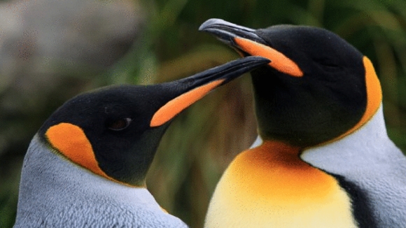 Photo from the movie Penguins
