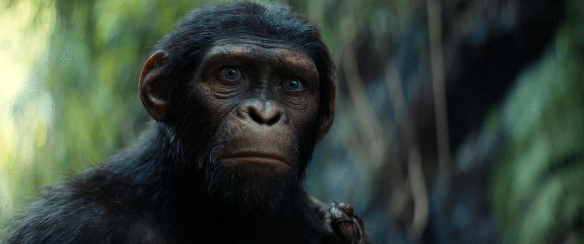 Photo from the movie Kingdom of the Planet of the Apes