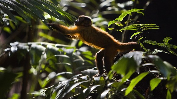 Photo from the movie Amazonia