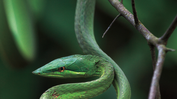 Photo from the movie Amazonia