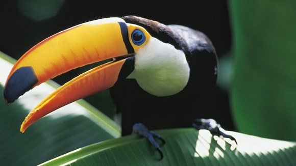 Photo from the movie Amazonia