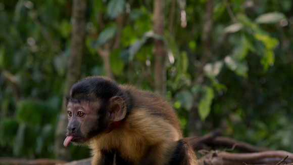 Photo from the movie Amazonia