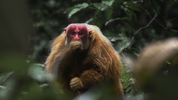 Photo from the movie Amazonia