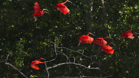 Photo from the movie Amazonia