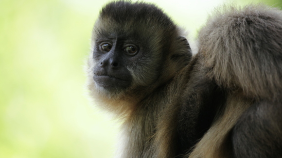 Photo from the movie Amazonia