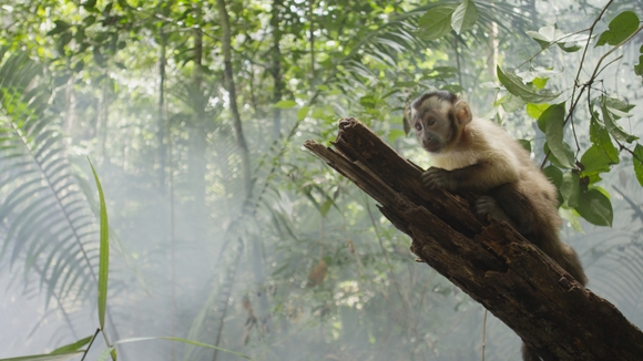 Photo from the movie Amazonia