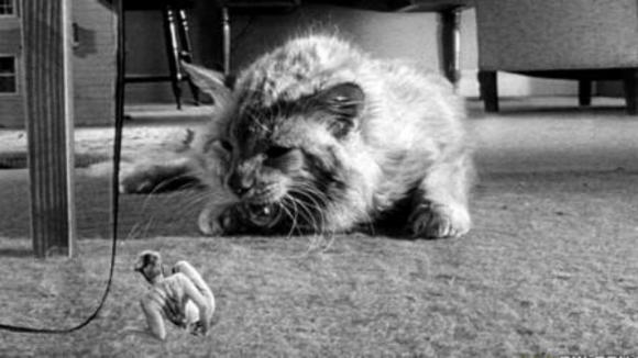 Photo from the movie The Incredible Shrinking Man