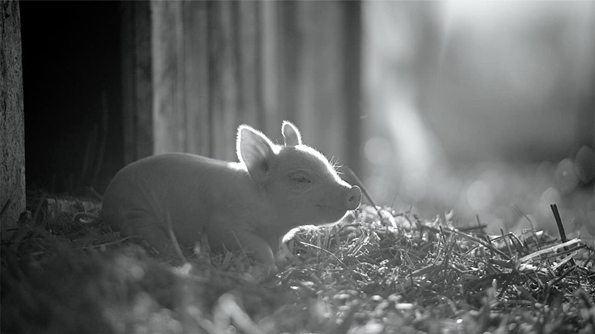 Photo from the movie Gunda