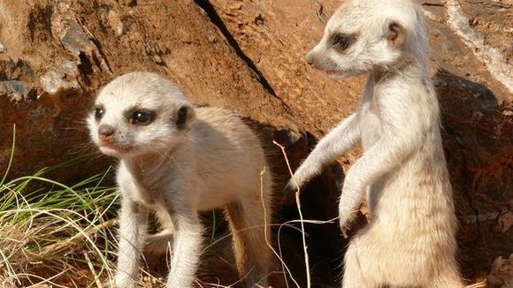 Photo from the movie Meerkats
