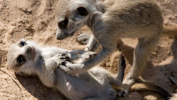 Photo from the movie Meerkats