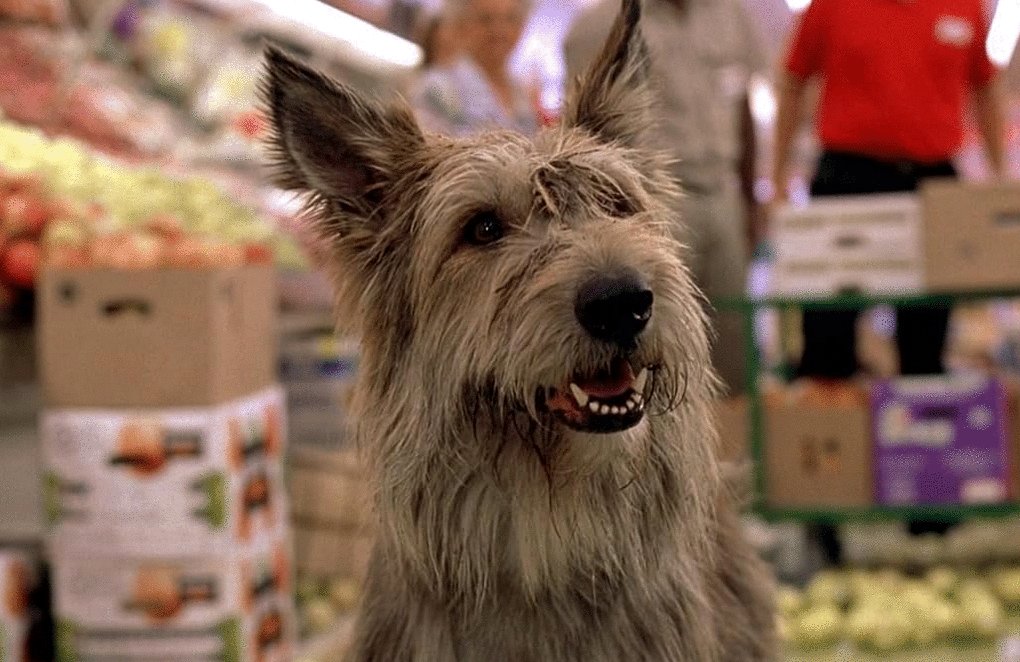 Photo from the movie Because of Winn-Dixie