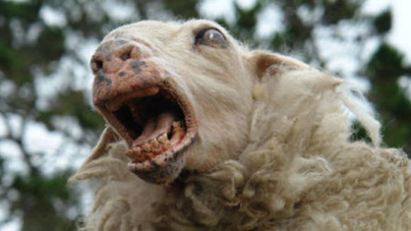 Photo from the movie Black Sheep