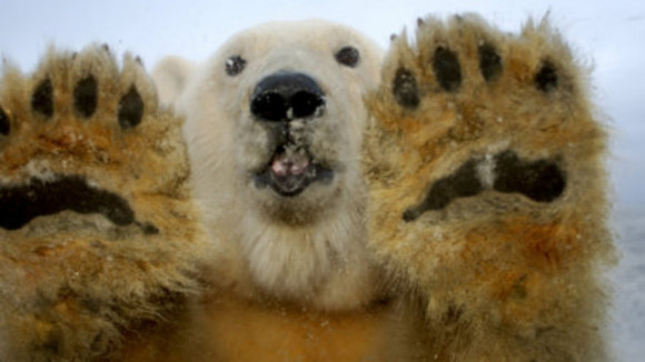 Photo from the movie Disneynature: Earth