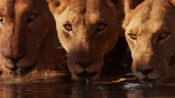 Photo from the movie Disneynature: Earth
