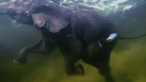 Photo from the movie Disneynature: Earth