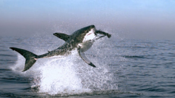 Photo from the movie Disneynature: Earth