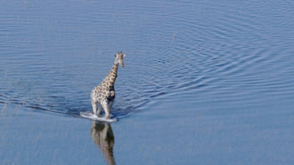 Photo from the movie Disneynature: Earth