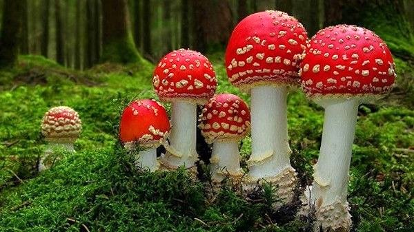 Photo from the movie Fantastic Fungi