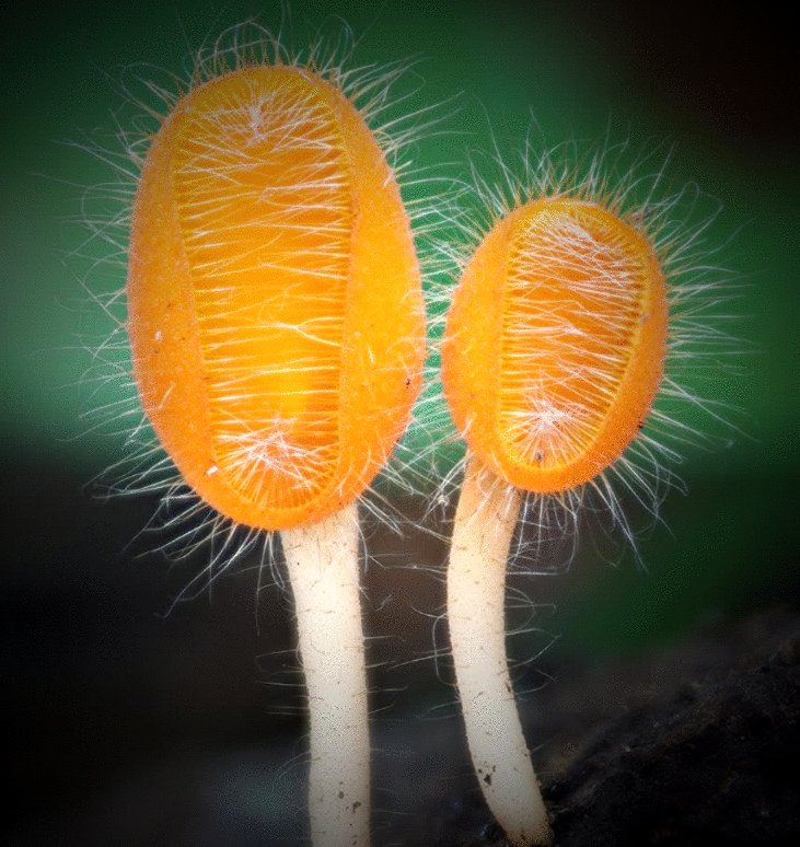 Photo from the movie Fantastic Fungi