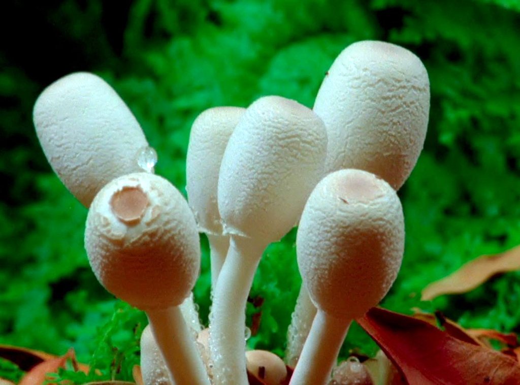 Photo from the movie Fantastic Fungi