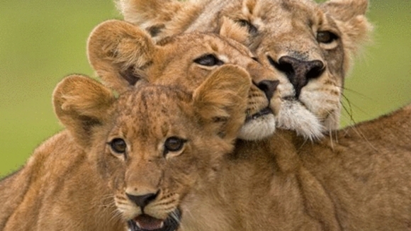 Photo from the movie The Last Lions