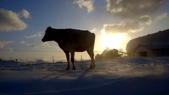 Photo from the movie Le Plancher des vaches