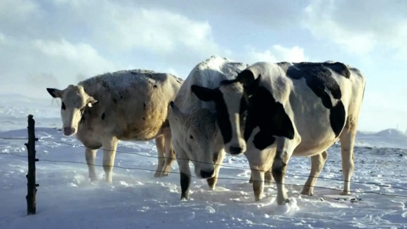 Photo from the movie Le Plancher des vaches