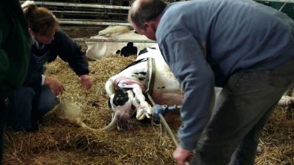 Photo from the movie Le Plancher des vaches