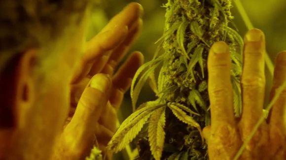 Photo from the movie Kid Cannabis