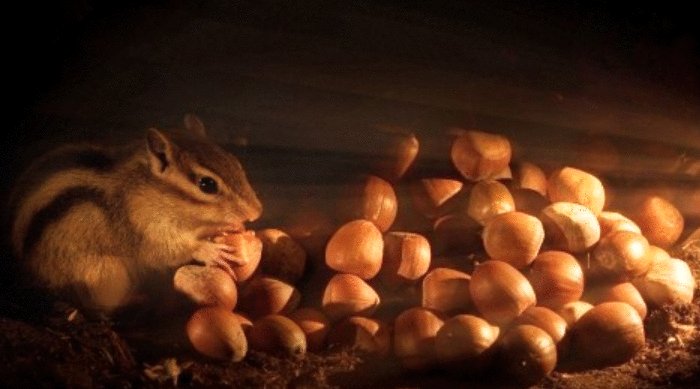 Photo from the movie Tiny Giants