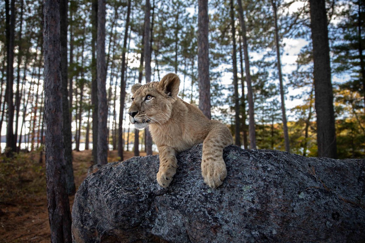 Photo from the movie The Wolf and the Lion