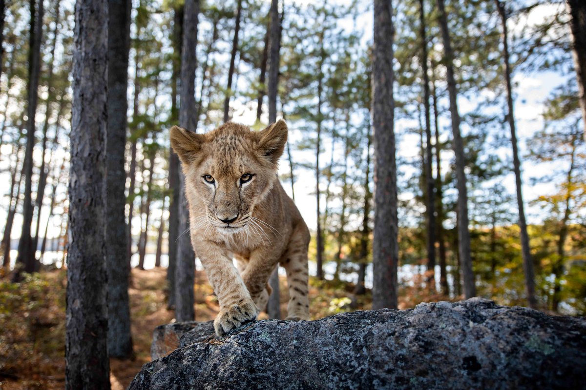 Photo from the movie The Wolf and the Lion