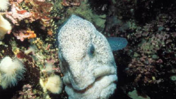 Photo from the movie Deep Sea