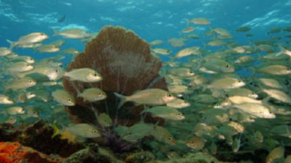 Photo from the movie Deep Sea