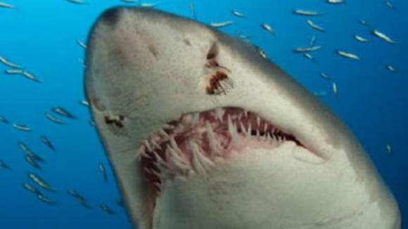 Photo from the movie Deep Sea