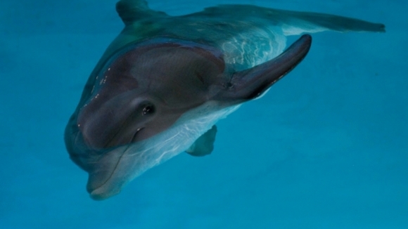 Photo from the movie Dolphin Tale
