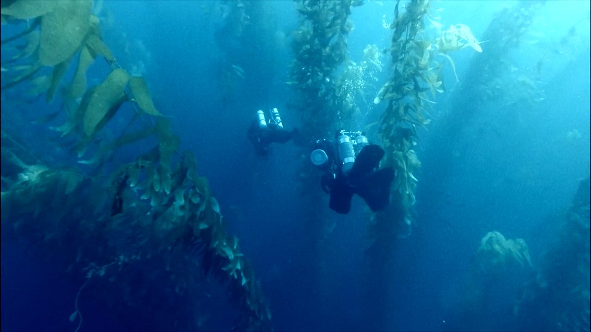 Photo from the movie The Loneliest Whale: The Search for 52