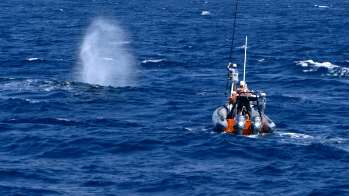 Photo from the movie The Loneliest Whale: The Search for 52