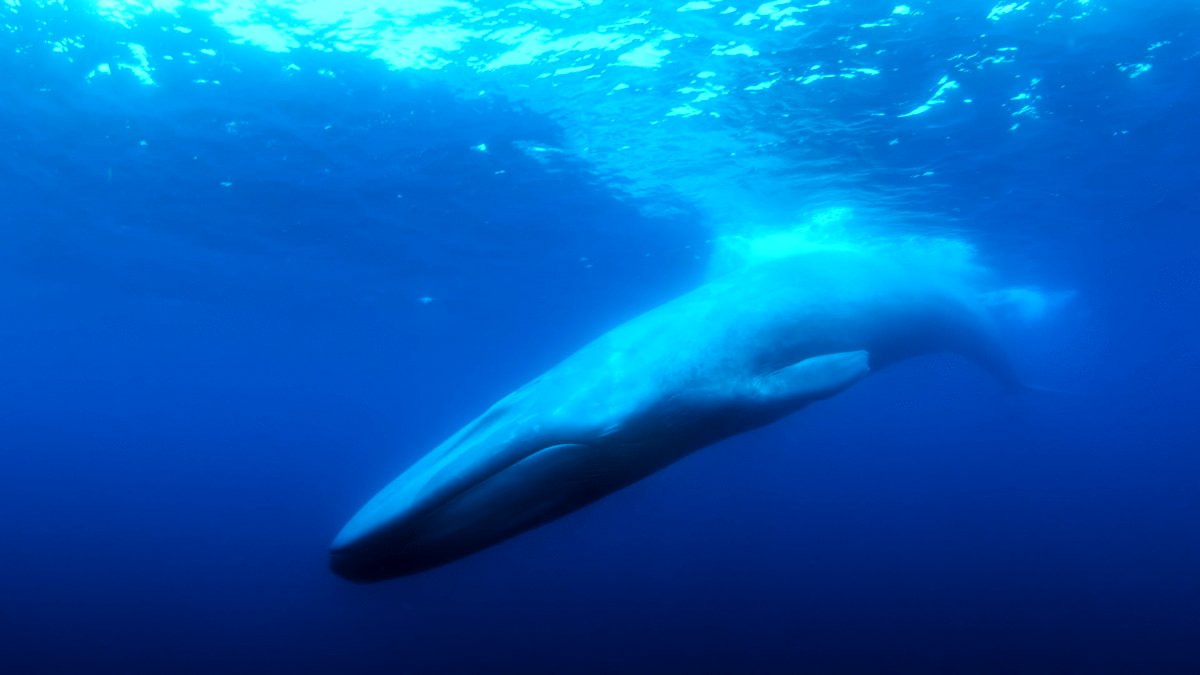 Photo from the movie The Loneliest Whale: The Search for 52