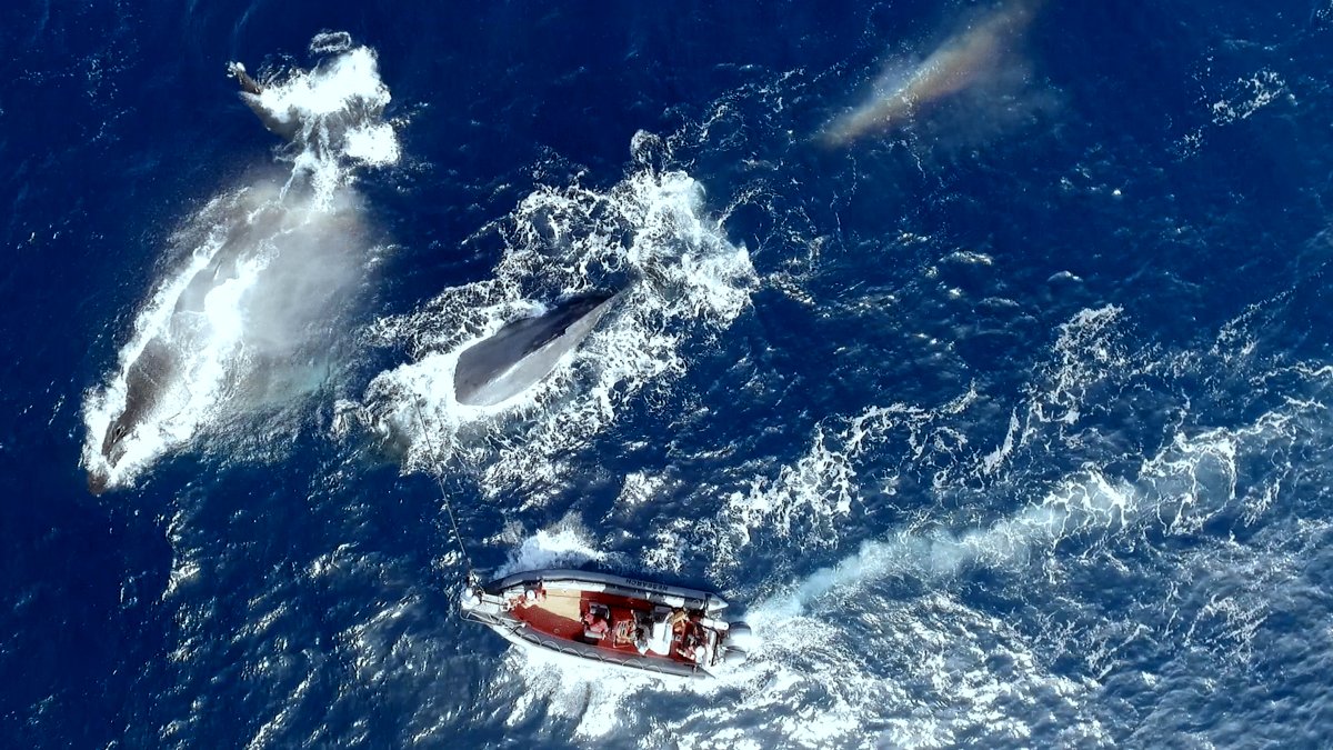 Photo from the movie The Loneliest Whale: The Search for 52