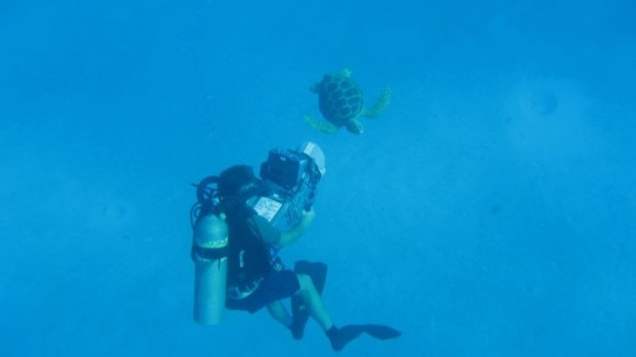 Photo from the movie Turtle: The Incredible Journey