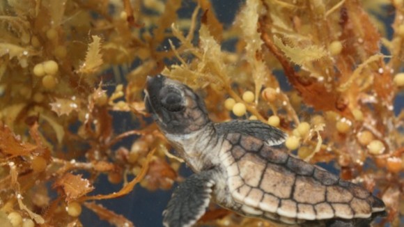 Photo from the movie Turtle: The Incredible Journey