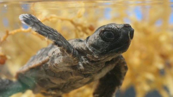 Photo from the movie Turtle: The Incredible Journey