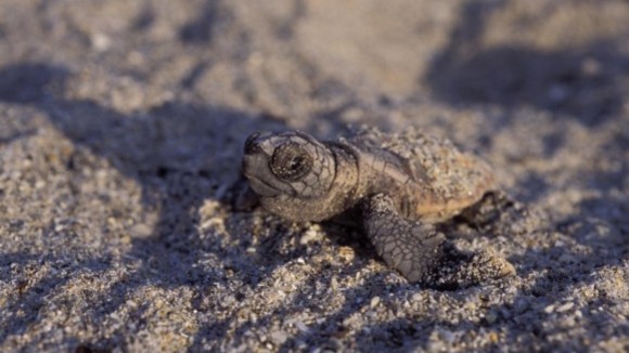 Photo from the movie Turtle: The Incredible Journey