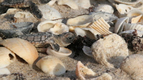 Photo from the movie Turtle: The Incredible Journey