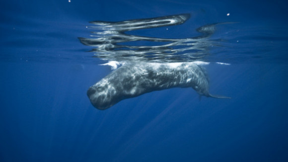 Photo from the movie Turtle: The Incredible Journey