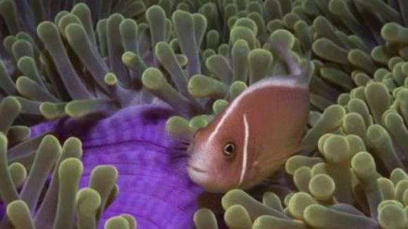 Photo from the movie Under the Sea